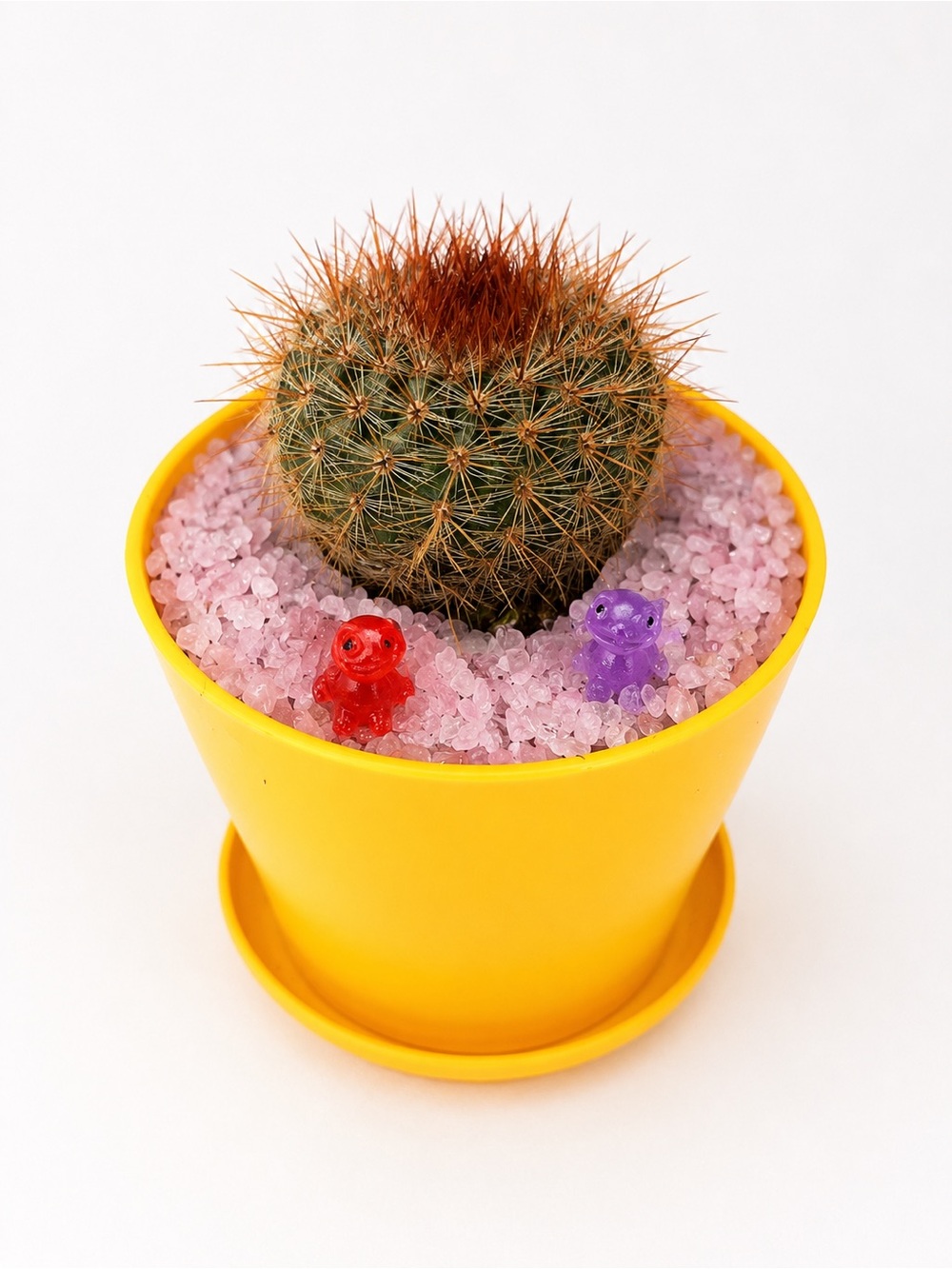Yellow Pot LIVE Cactus with Pink Crushed Crystal and Colorful Dino Accents